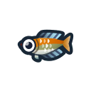Poisson arc-en-ciel