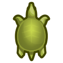 Tortue trionyx