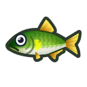 Ayu