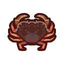 Crabe de Dungeness