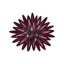 Oursin
