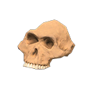 Australopithèque