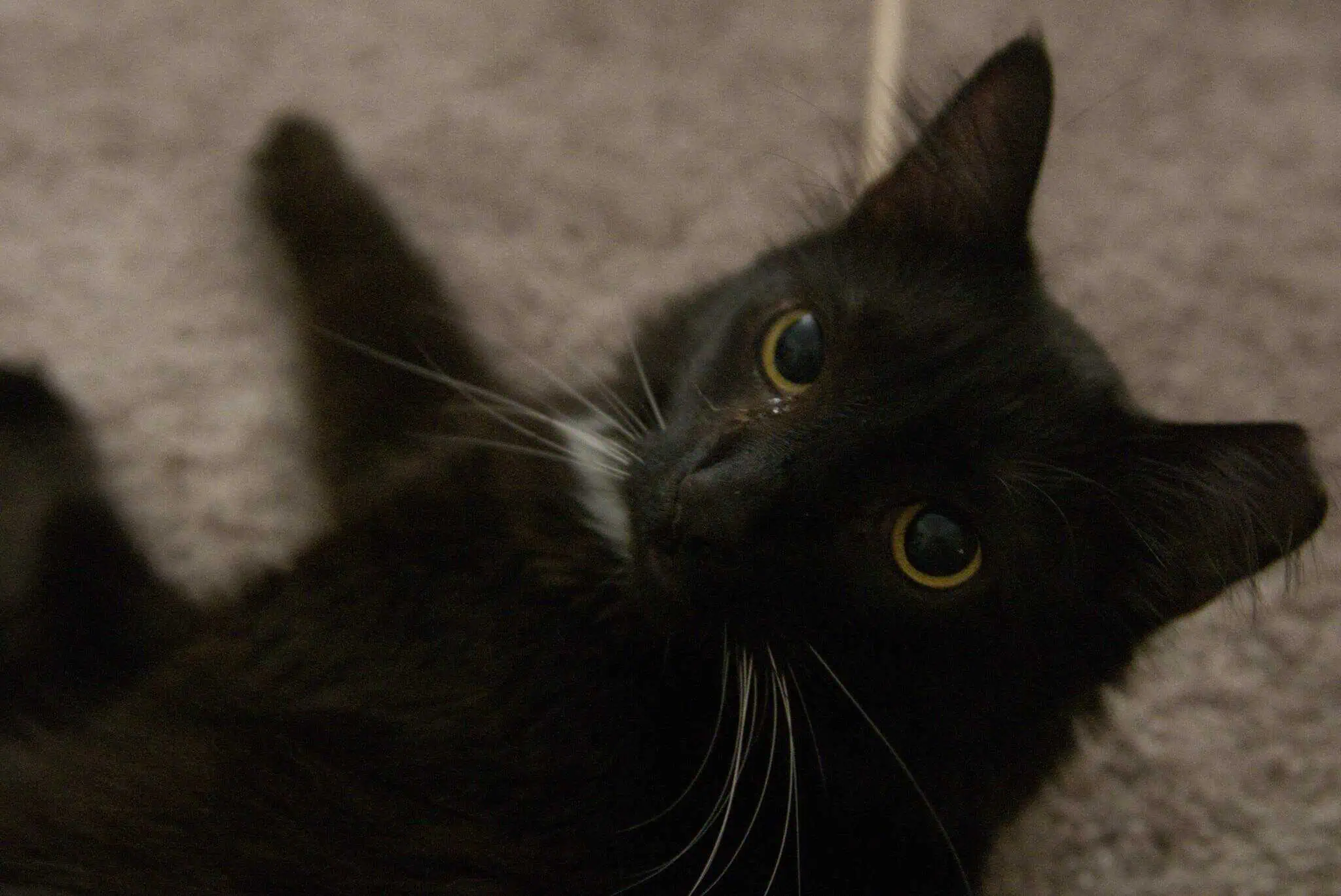 Photo of black cat
          named Edgar up close.