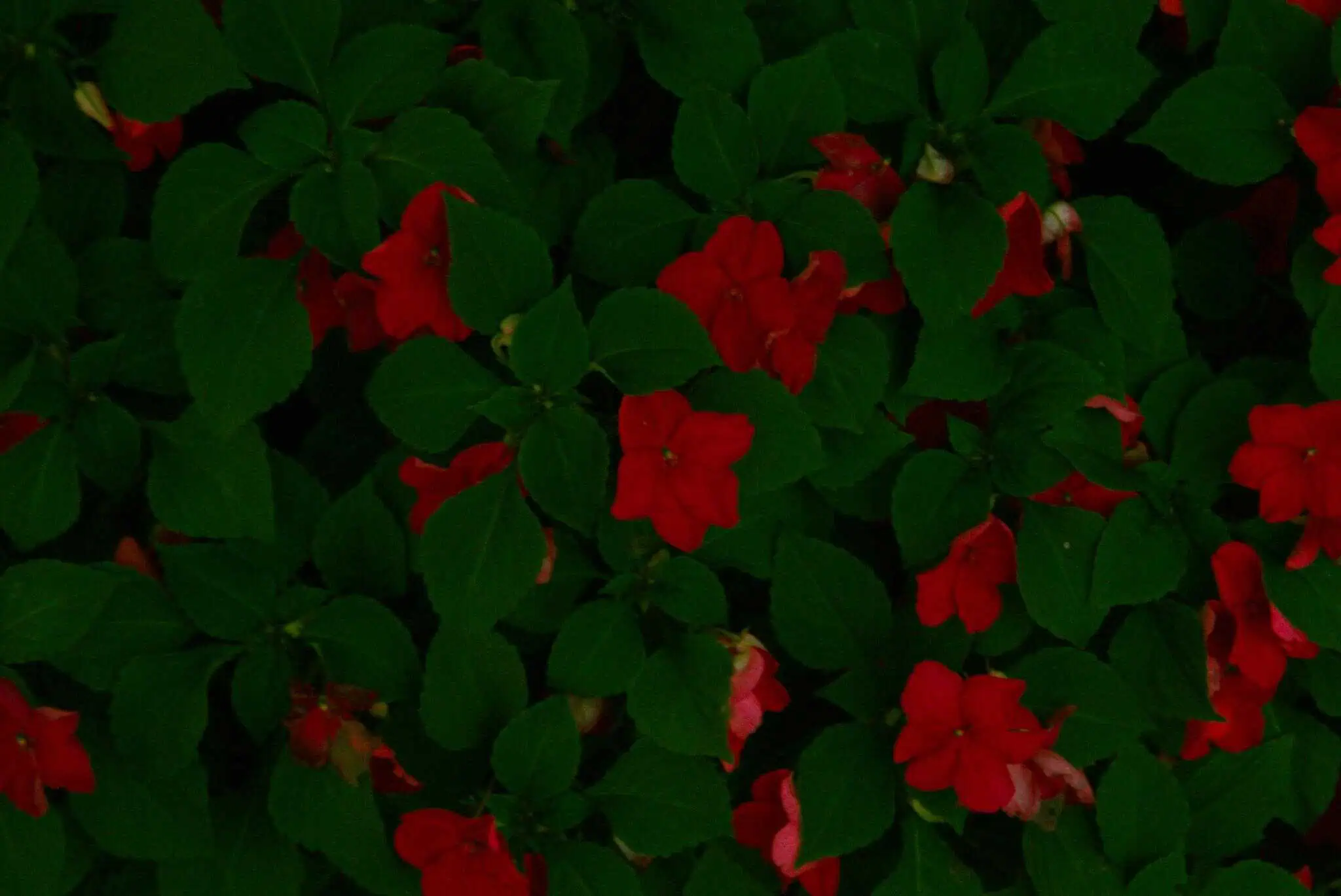 Photo of red flowers
          on a green bush.