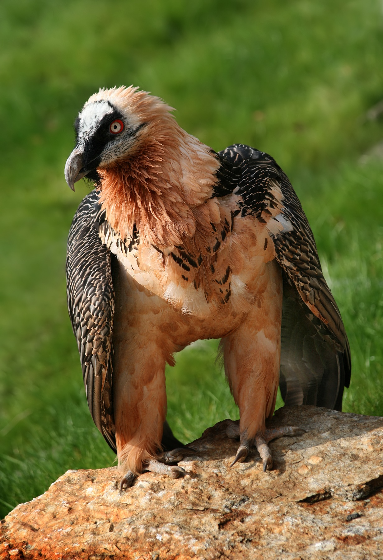 The lammergeier bird