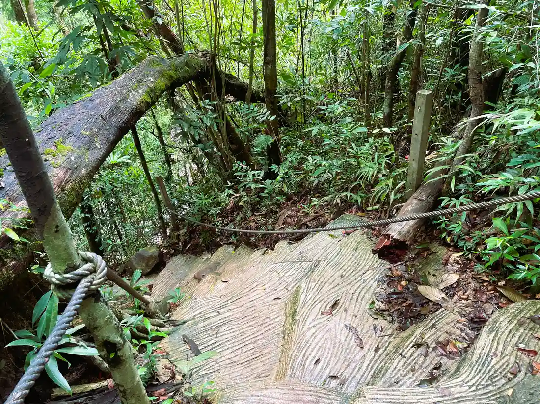 Jungle Descent 1