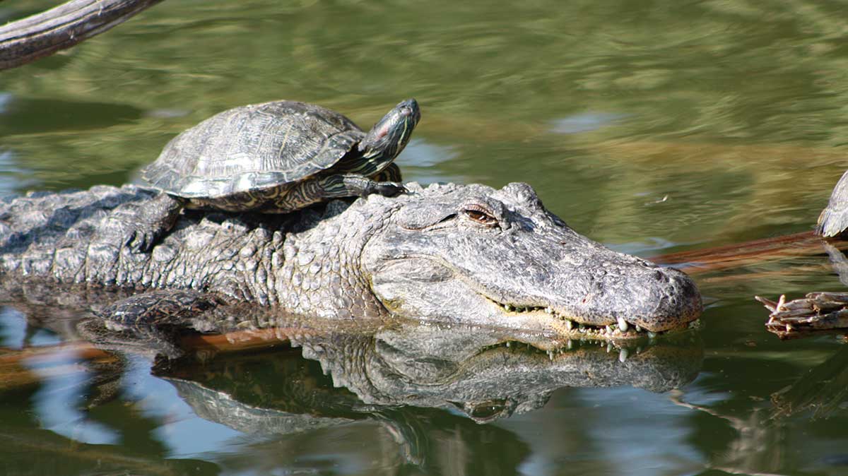 Sample image of a turtle riding on top of an alligator that is swimming in the water - scaled to 600 x 337.