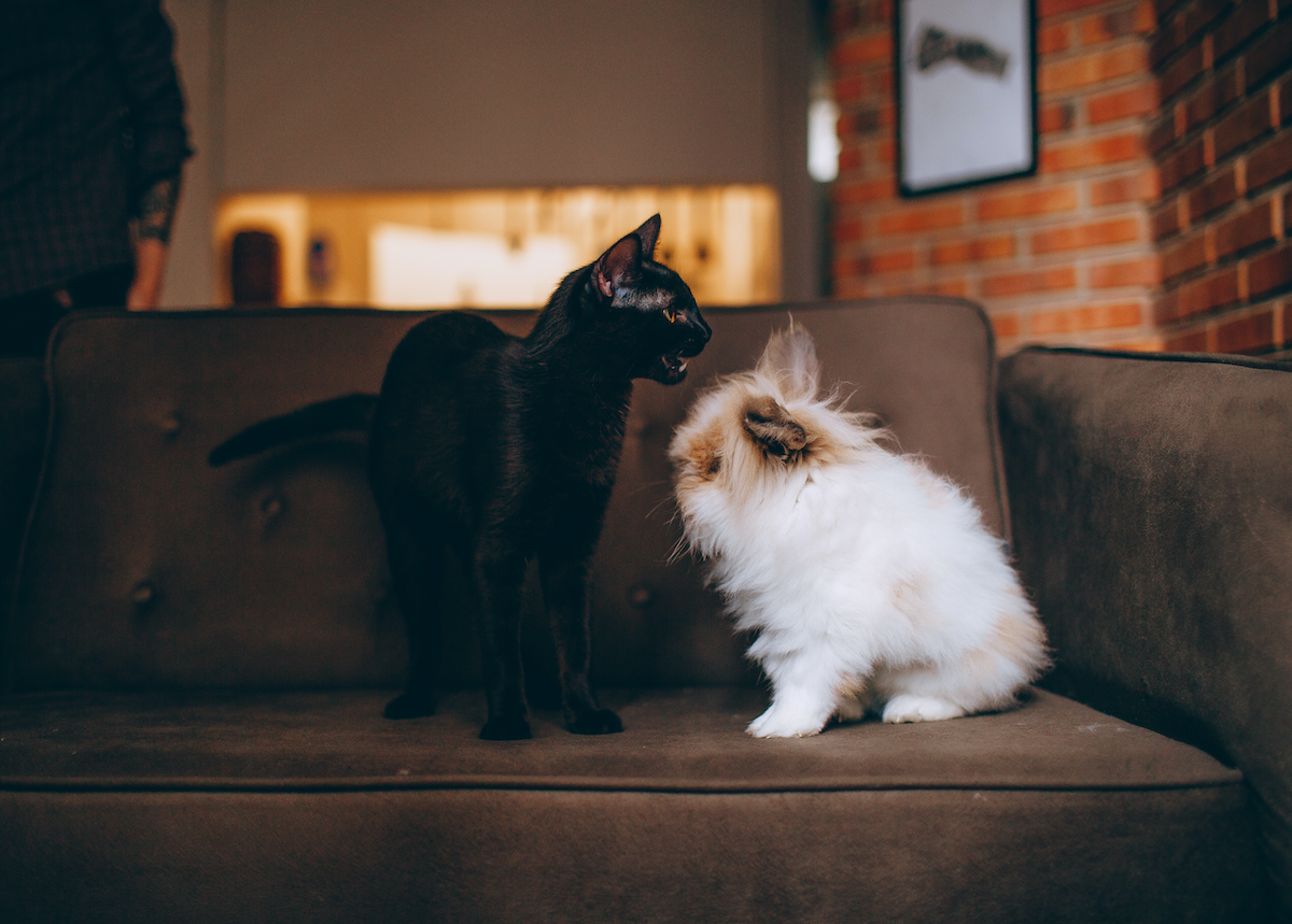 Image of Cat and dog on sofa