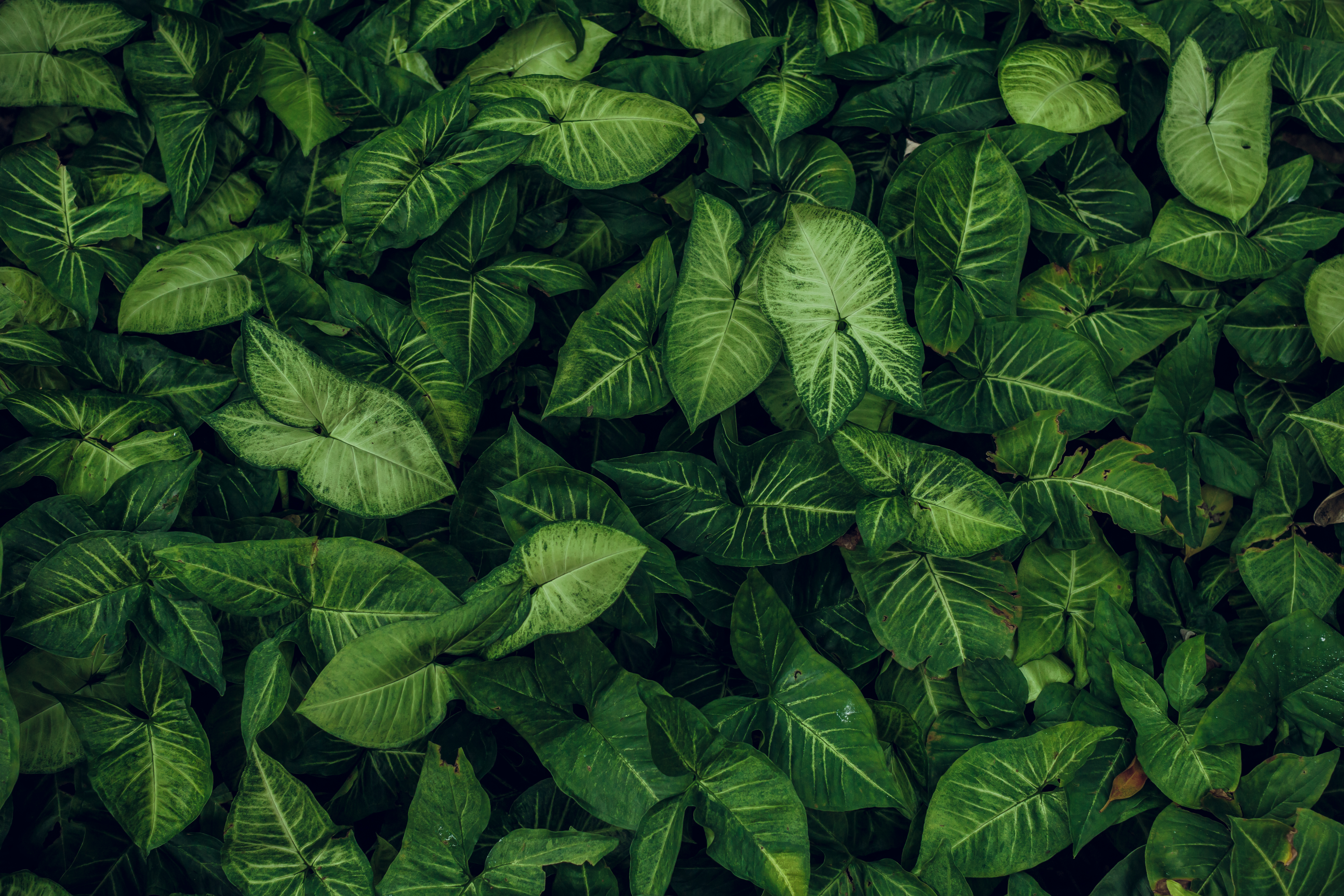 leaf background