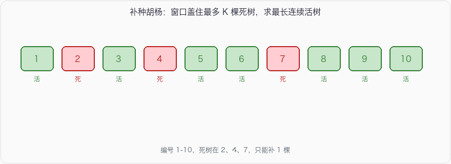 补种胡杨：窗口盖住最多 K 棵死树
