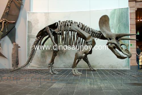 DWS001 Triceratops Skeleton DWS001 Triceratops Skeleton