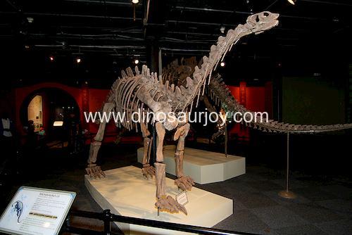 DWS002 Shunosaurus Skeleton DWS002 Shunosaurus Skeleton