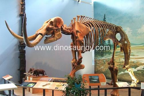 DWS005 Mammouth Skeleton