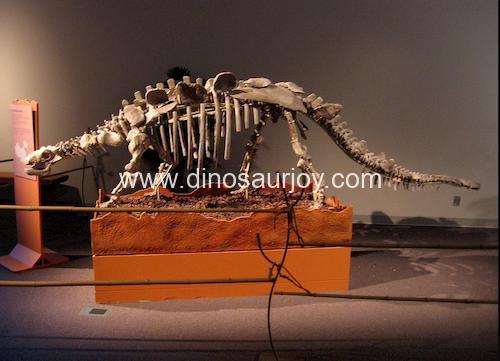 DWS011 Ankylosaurus Skeleton DWS011 Ankylosaurus Skeleton