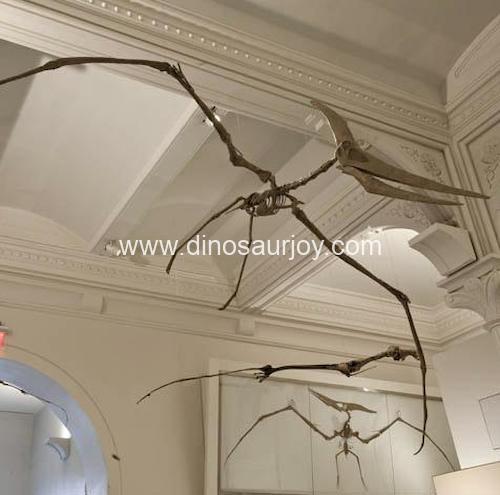 DWS012 Pterosaurs Skeleton DWS012 Pterosaurs Skeleton