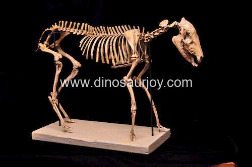 DWS013 Hippus Skeleton