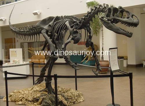 DWS023 Allosaurus Skeleton DWS023 Allosaurus Skeleton