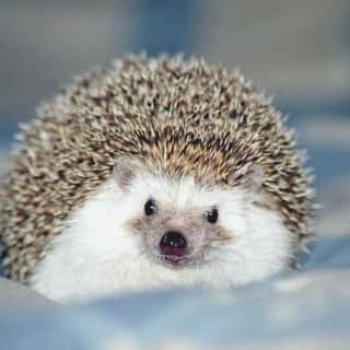 Beautiful Hedgehogs