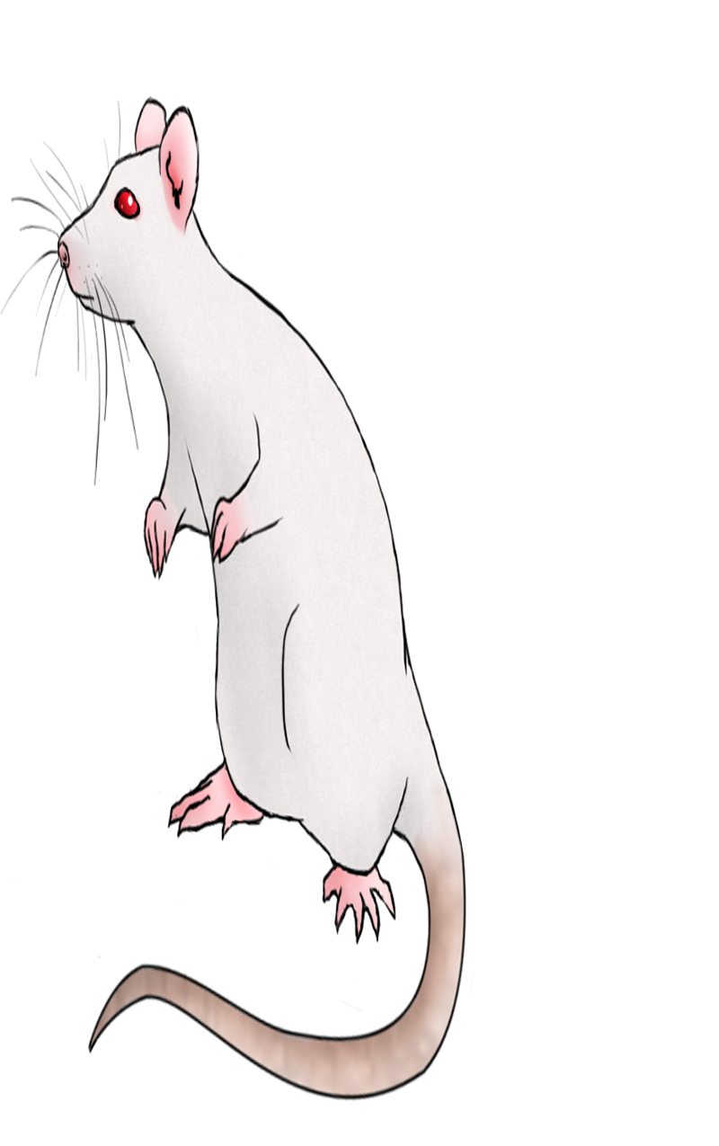 Chuột