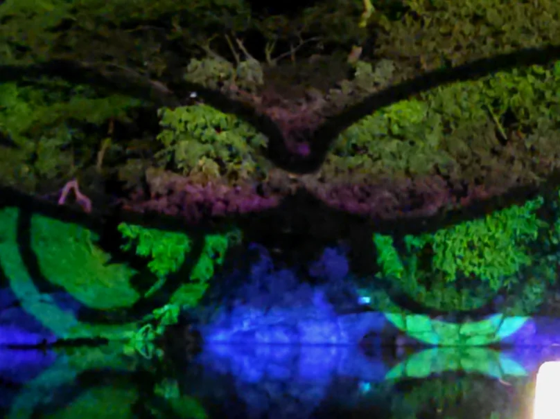 暗い空を背景に、芸術的な緑色のプロジェクションライトで照らされた荘厳な松の木 - 2026年ソウル、夜の王宮を彩る光の祭典。昌慶宮'水光蓮花'完全ガイド