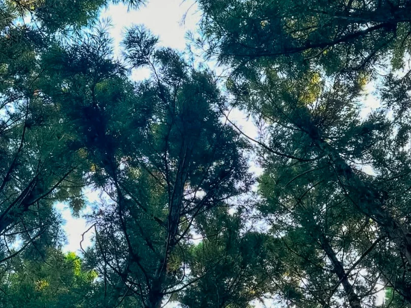 alt - 済州島西帰浦の高根山（コグンサン）で心身を癒すハイエンドトレッキング｜K-Life Hack