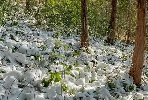 alt - 済州島西帰浦の高根山（コグンサン）で心身を癒すハイエンドトレッキング｜K-Life Hack