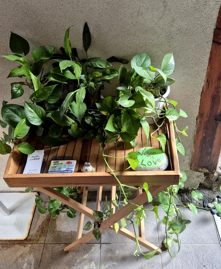 A close-up of lush interior plants and a decorative stone symbolizing the restaurant gentle spirit - A Sanctuary of Plant-Based Heritage: Exploring the 100-Year-Old Hanok of Vegan Insa