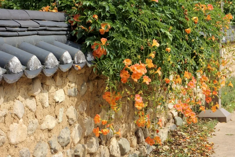 Vibrant orange trumpet vines cascading over a traditional stone and tile wall, highlighting the harmony between nature and architecture. - A Sanctuary of Scholarly Grace: Exploring the Timeless Otgol Village in Daegu