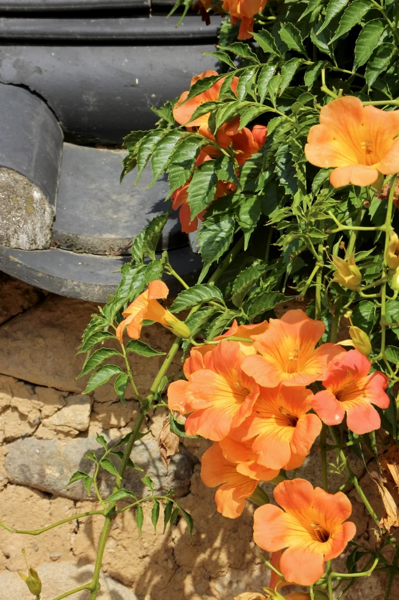 A detailed close-up of trumpet vine flowers blooming against the backdrop of a traditional tile-capped wall. - A Sanctuary of Scholarly Grace: Exploring the Timeless Otgol Village in Daegu