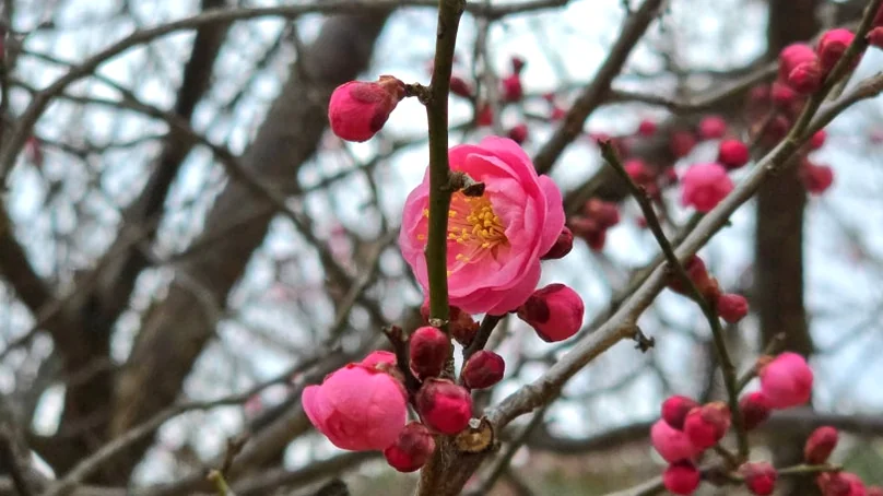 Delicate pink plum blossoms on bare branches, signifying the arrival of spring and the seasonal beauty of the village. - A Sanctuary of Scholarly Grace: Exploring the Timeless Otgol Village in Daegu