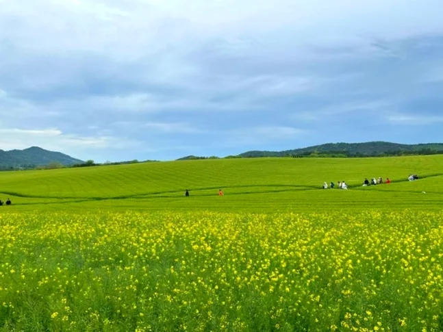 alt: 満開に咲き誇る広大な黄色の菜の花畑の鮮やかで美しいショット。フェスティバル会場の穏やかで上質なライフスタイルを捉えています。 - 『K-Life Hack』厳選！高敞ハジョンアサリ五感体験フェスティバルで贅沢な韓国の自然を満喫する旅