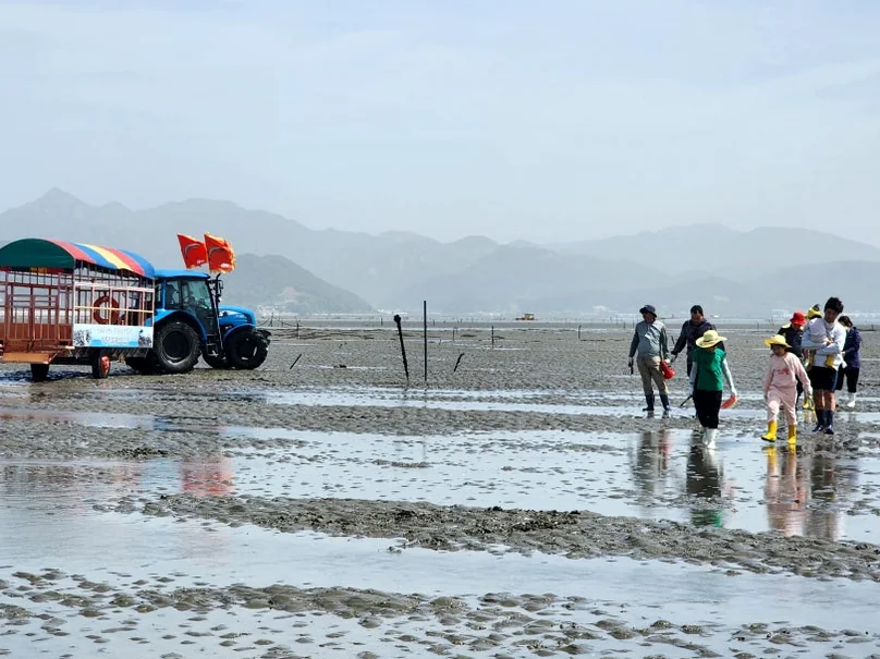 alt: フェスティバルのトラクターがユニークな干潟の風景を横断するワイドアングルショット。イベントの冒険的で体験的な性質を象徴しています。 - 『K-Life Hack』厳選！高敞ハジョンアサリ五感体験フェスティバルで贅沢な韓国の自然を満喫する旅