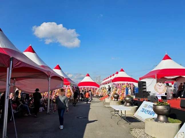 alt: 明るい青空の下、特徴的な赤と白の円錐形の屋根を持つフェスティバルのテントが整然と並ぶ様子。会場の規模と組織化を示しています。 - 『K-Life Hack』厳選！高敞ハジョンアサリ五感体験フェスティバルで贅沢な韓国の自然を満喫する旅