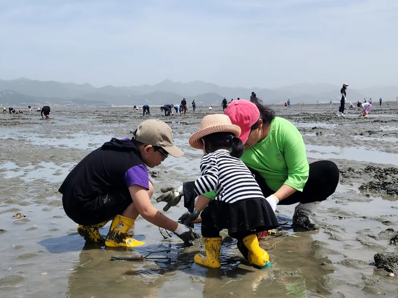 alt: 干潟でアサリを掘る家族の自然なアクションショット。触覚的な身体活動と本物の体験に焦点を当てています。</div - 『K-Life Hack』厳選！高敞ハジョンアサリ五感体験フェスティバルで贅沢な韓国の自然を満喫する旅