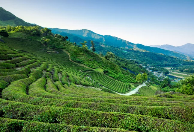 Featured image of post 2026年河東野生茶文化祭ガイド：韓国伝統茶の聖地で楽しむハイエンドな癒やしの旅