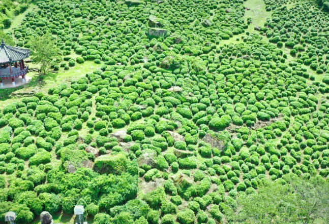 緑茶農園の複雑で芸術的な迷路のようなパターンを捉えた空撮写真 - 2026年河東野生茶文化祭ガイド：韓国伝統茶の聖地で楽しむハイエンドな癒やしの旅