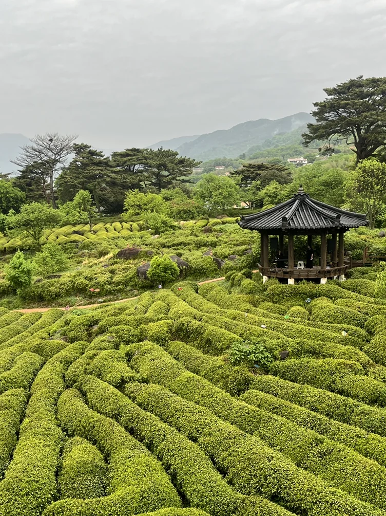 緑の波のような茶畑の中に調和して佇む韓国の伝統的な東屋 - 2026年河東野生茶文化祭ガイド：韓国伝統茶の聖地で楽しむハイエンドな癒やしの旅