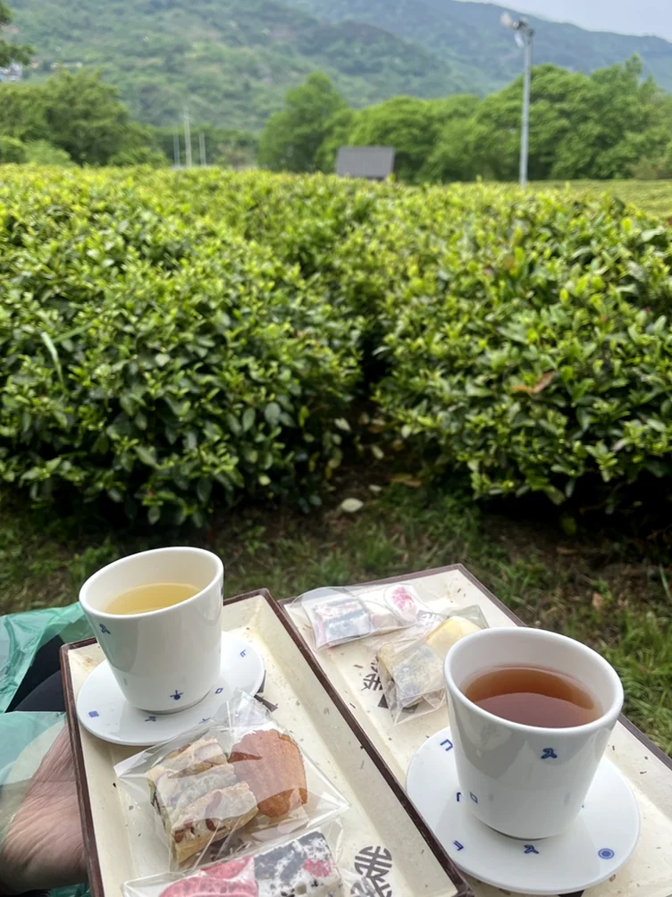 茶畑を背景にした伝統的な菓子と茶器セットのクローズアップ - 2026年河東野生茶文化祭ガイド：韓国伝統茶の聖地で楽しむハイエンドな癒やしの旅
