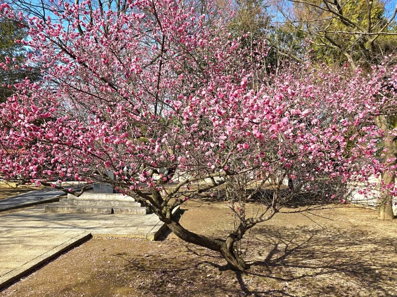 Delicate pink plum blossoms adding a soft seasonal layer to the stoic stone walls and wooden structures in early spring - Beyond the Palace Walls: Reclaiming the Administrative Soul of Jeolla Gam-yeong