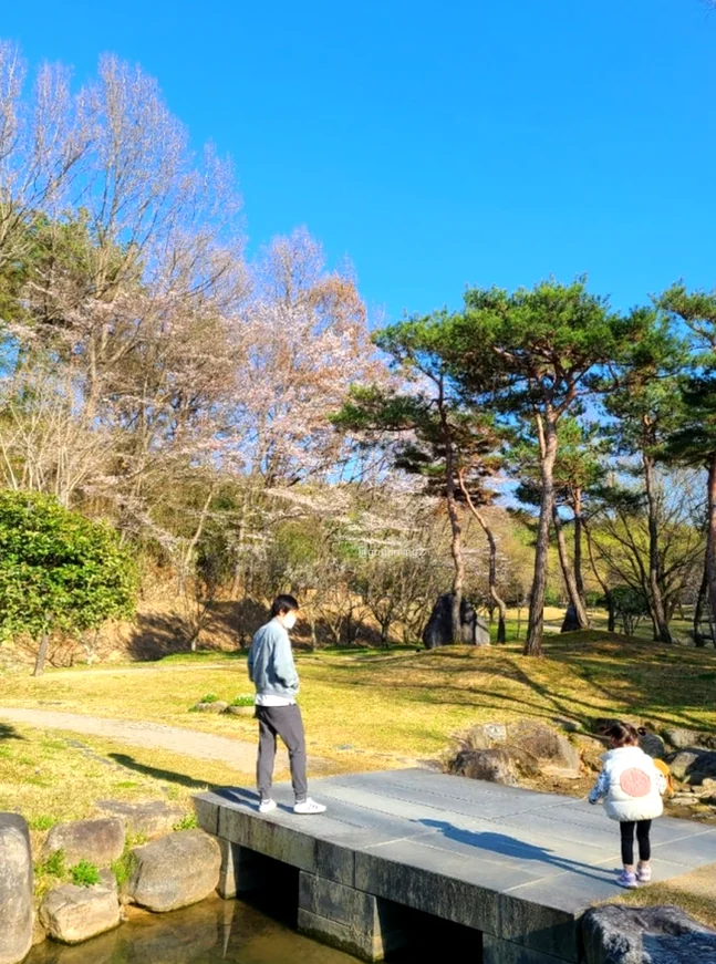 A picturesque landscape within Juknokwon showing a traditional pavilion and a wooden bridge reflected in a calm pond. - The Vertical Elegance of 죽녹원: A 2026 Masterclass in Bamboo Minimalist Living