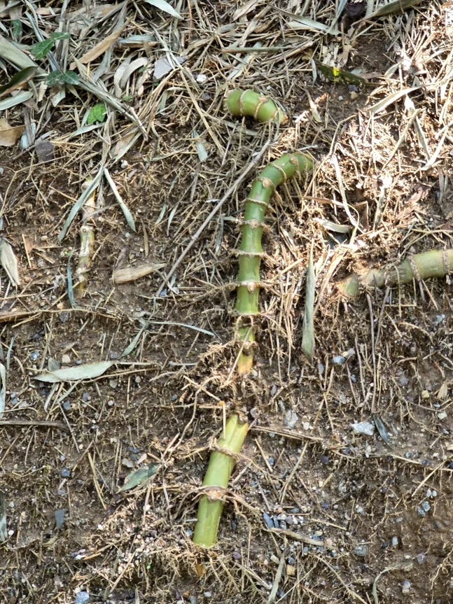 A detailed shot of the traditional wooden signboard of the Bonghwang-nu pavilion, showcasing intricate Korean calligraphy. - The Vertical Elegance of 죽녹원: A 2026 Masterclass in Bamboo Minimalist Living