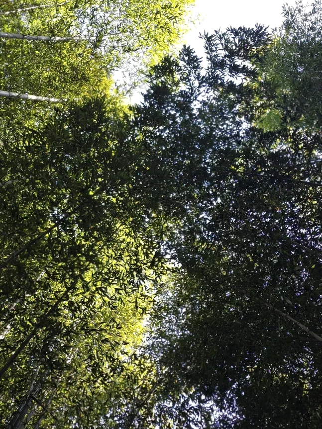 A physical memorial plaque located in the forest commemorating former President Roh Moo-hyun's visit, providing historical context. - The Vertical Elegance of 죽녹원: A 2026 Masterclass in Bamboo Minimalist Living