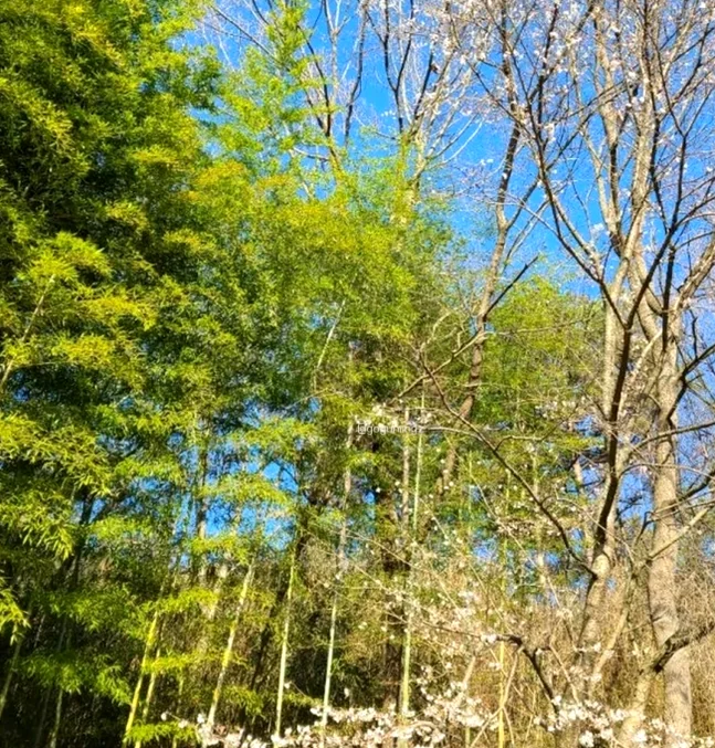 A vibrant spring scene in the garden with cherry blossoms in bloom contrasting against the deep green bamboo. - The Vertical Elegance of 죽녹원: A 2026 Masterclass in Bamboo Minimalist Living