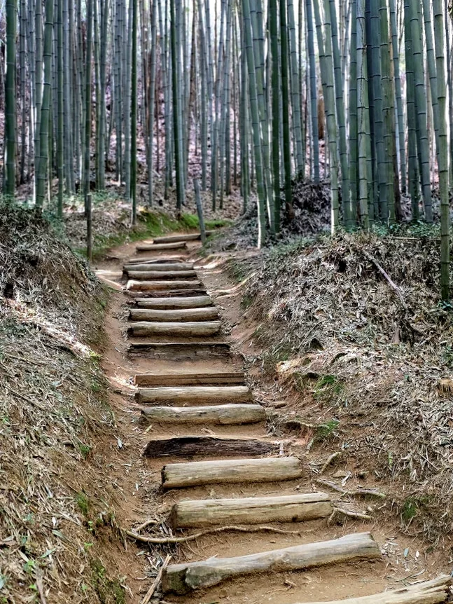 A close-up shot of the bamboo roots and fallen leaves on the forest floor, capturing natural textures. - The Vertical Elegance of 죽녹원: A 2026 Masterclass in Bamboo Minimalist Living