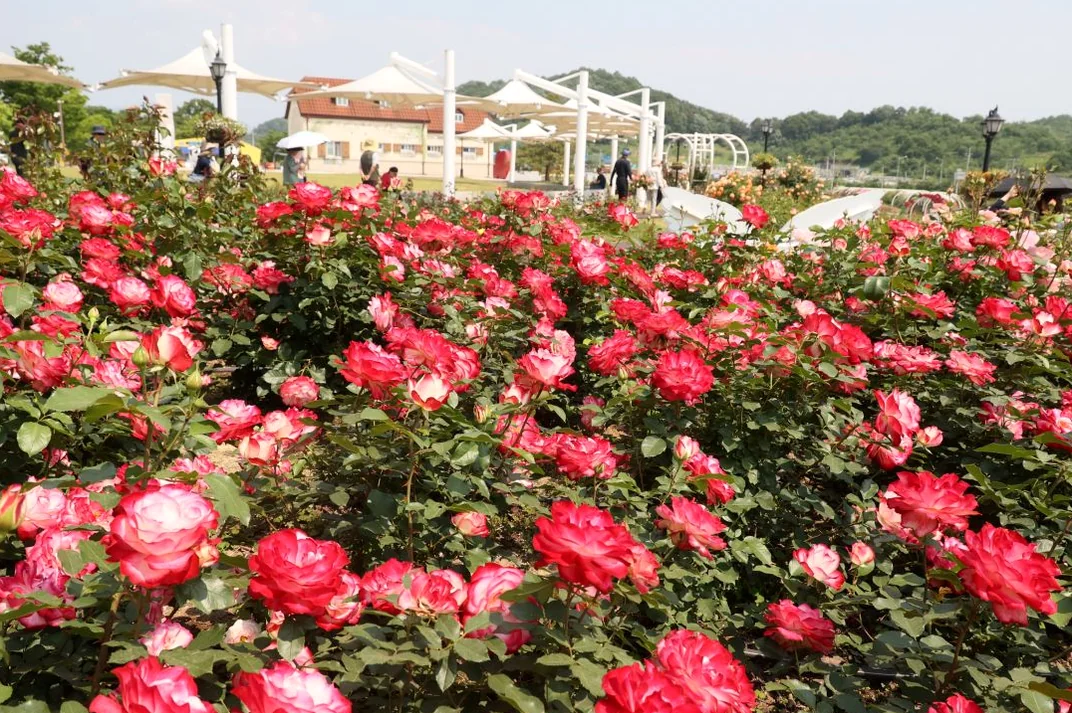 Diverse colors of roses, from soft pink to bright yellow, creating a vivid tapestry - K-Life Hack: Imshil Cheese Theme Park's Inaugural Rose Festival in 2026