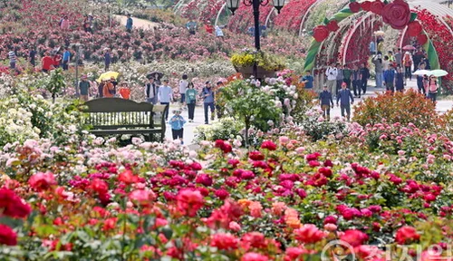 Visitors strolling through the Imshil rose garden, enjoying the spring air - K-Life Hack: Imshil Cheese Theme Park's Inaugural Rose Festival in 2026