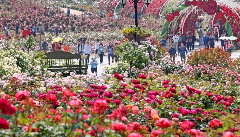 Artisanal rose-themed pastries or ice cream, a unique festival offering - K-Life Hack: Imshil Cheese Theme Park's Inaugural Rose Festival in 2026