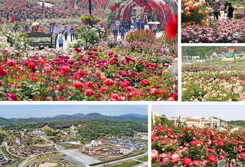 A couple or family enjoying a moment among the roses, capturing memories - K-Life Hack: Imshil Cheese Theme Park's Inaugural Rose Festival in 2026