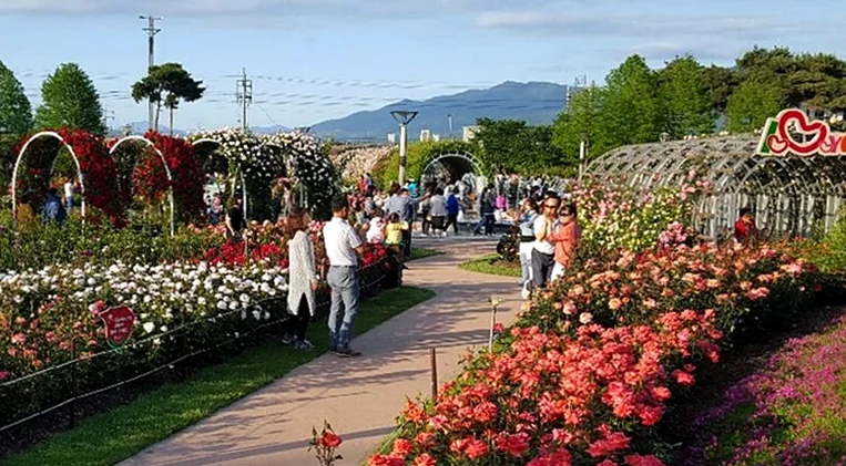 Detail of a delicate rose, sparkling with dew, representing natural beauty - K-Life Hack: Imshil Cheese Theme Park's Inaugural Rose Festival in 2026