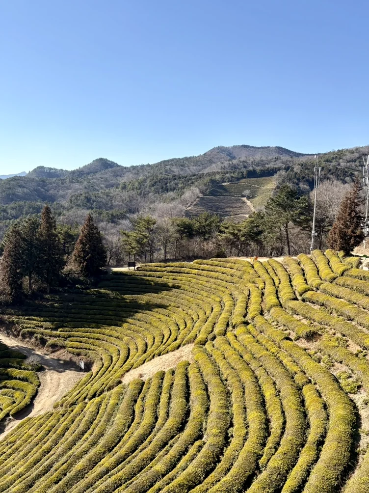 alt - The Korea Tea Museum: A 2026 Curator’s Guide to Boseong’s Emerald Sanctuary
